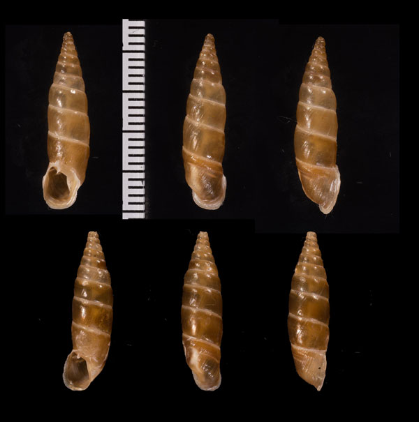 コニツァモンテネグロギセル (仮称) Montenegrina irmengardis konitsae small