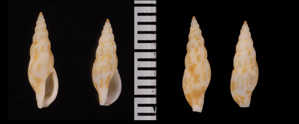 ホソフデシャジク Daphnella flammea small