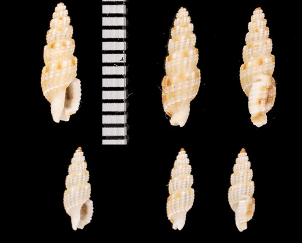 カスリコウシツブ Kermia tessellata small