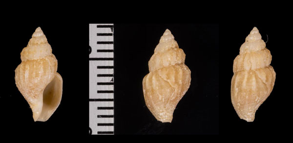 ウチダフタマンジ cf. Obesotoma uchidai small