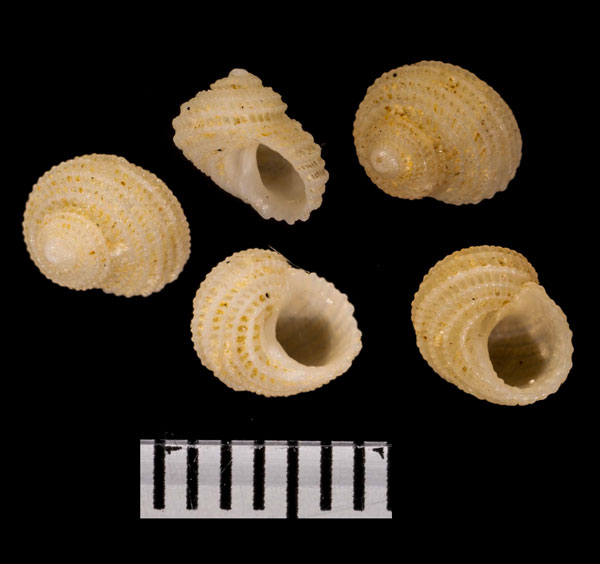 ヒナカゴサンショウガイモドキ Vaceuchelus clathratus small