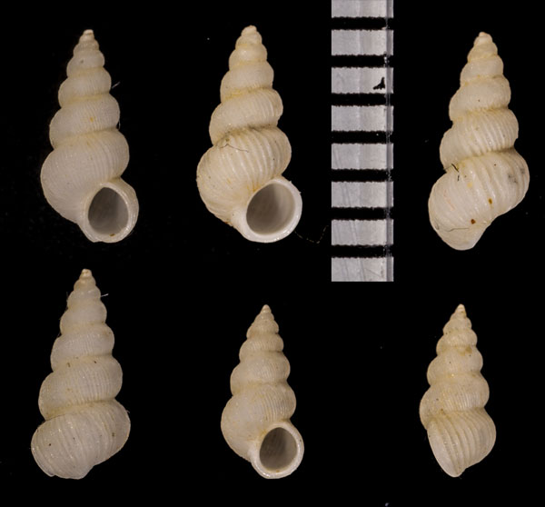 ミズヘビイトカケ Epitonium parvonatrix small