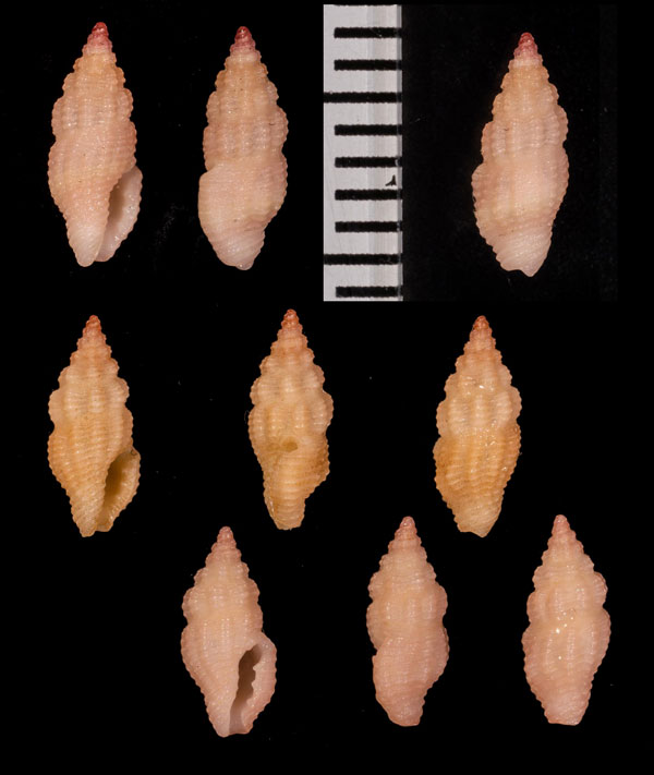 ハナヤカフタナシシャジクモドキ (仮称) Lienardia vultuosa small