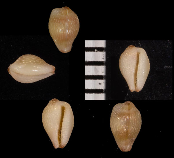 グラタザクロガイモドキ (仮称) Eratoena grata small