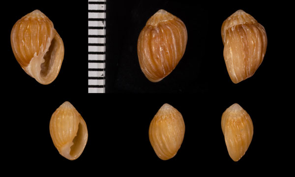 ヒダトリオカミミガイ Tralia costata small