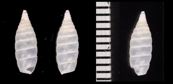 シロトックリパイプガイ (仮称) Autocoptis tumidula aff. small