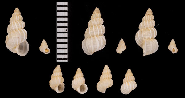 ヘメススカシイトカケ Epitonium hemmesi small