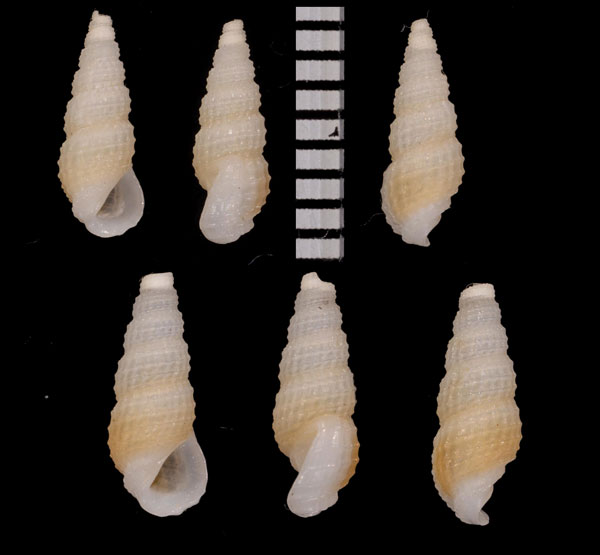 カゴメチョウジガイ Rissoina dunkerina small