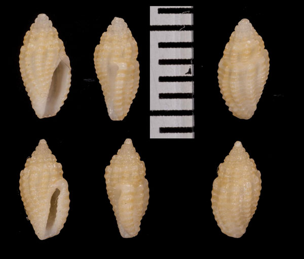 カゴコトツブ Eucithara bascauda small