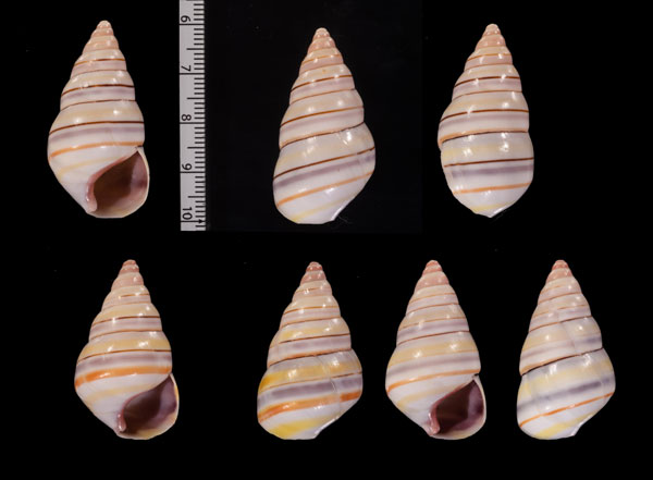 サオトメイトヒキマイマイ Liguus virgineus small