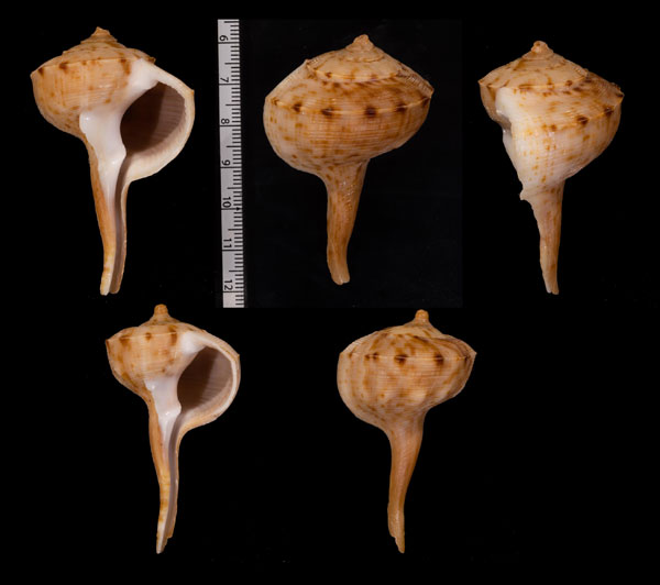 オオシモトボラ Tudicula spirillus small