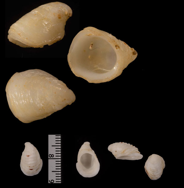 ウニオトヒメスズメガイ Hipponix antiquatus small