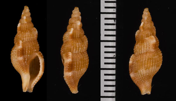 ラリセラセコバイ (仮称) Colubraria ralliserra small