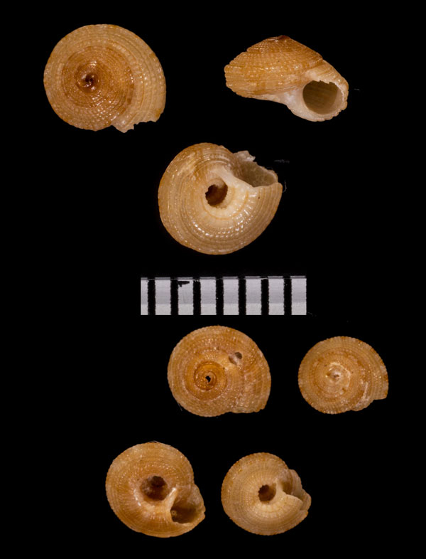 ウスチャナワメグルマ Heliacus cerdaleus small