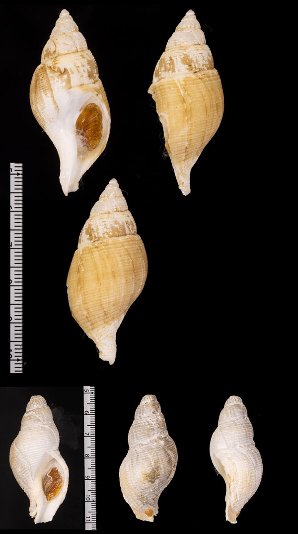 アラスカツムバイの仲間? Eosipho sp. small