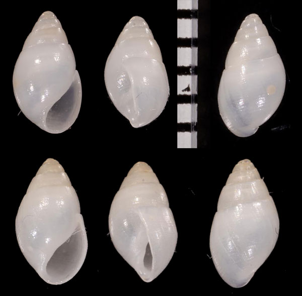 シリブトクチキレモドキ Brachystomia awajiensis small