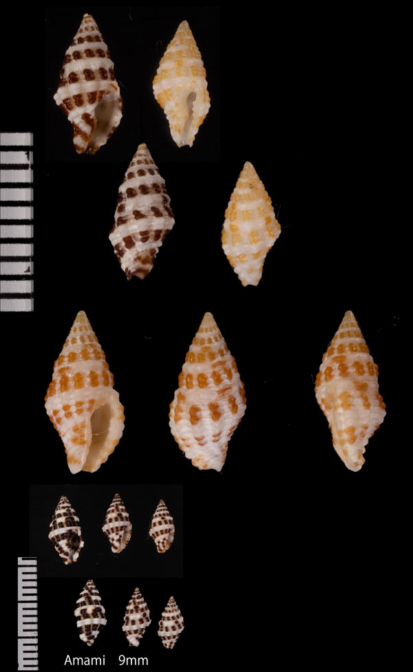 フイリノシガイ Engina fusiformis small