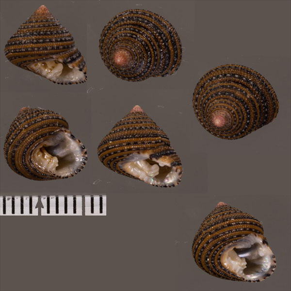 アフリカテイオウナツモモ (仮称) Clanculus flosculus small