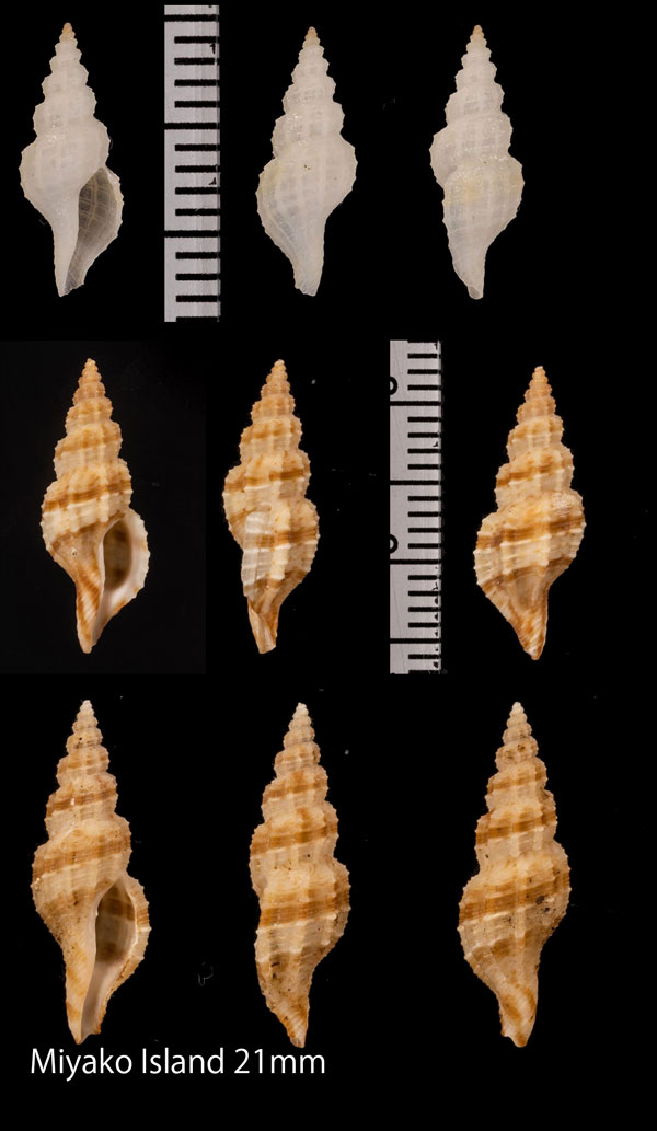 ユウガトゲコウシツブ Veprecula secta small