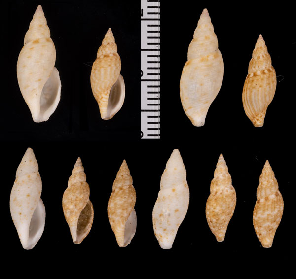フデシャジク 筆車軸 Daphnella pilsbryi small