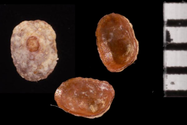 アイヌノハナガサ Erginus moskalevi small