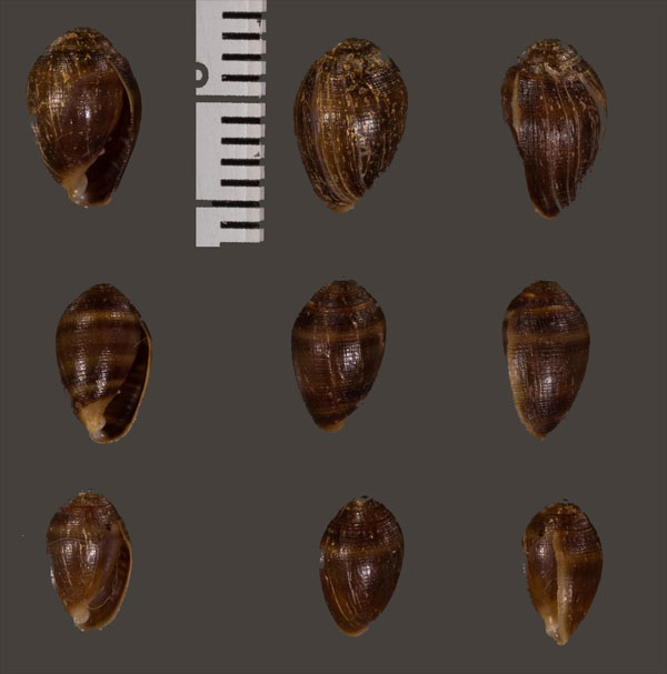 トリコハマシイノミガイ Melampus phaeostylus small