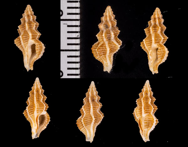 チャスジウネクチキレツブ Etrema capillata small