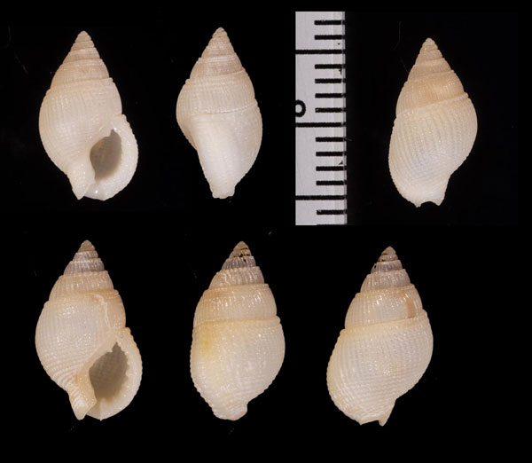 ナカヤマムシロ Nassarius nakayamai small