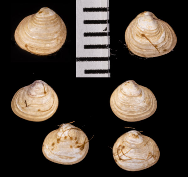 チリハギガイ 散萩貝 Lasaea undulata small