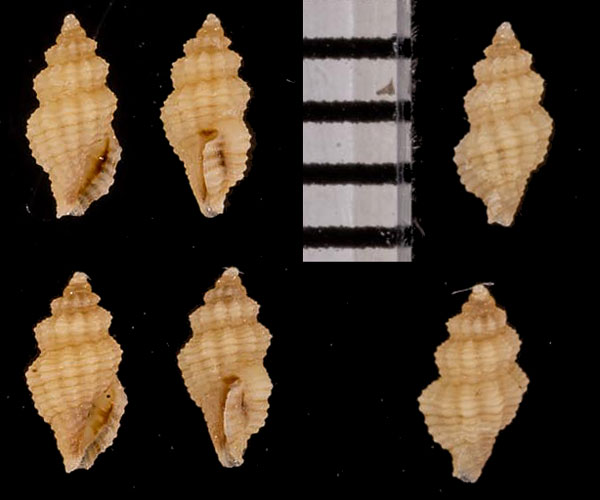 オハグロクチキレツブ (仮称) Lienardia strombilla small