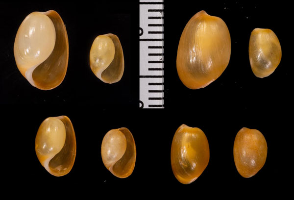 チャイロブドウ Haloa nigropunctata small