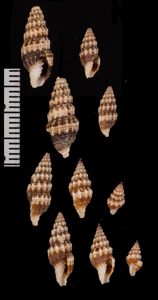 トウダカハマヅト Vexillum leucozonias small