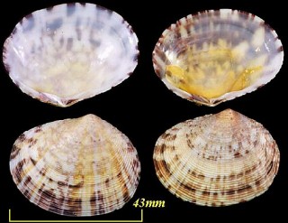 サメハダアサジガイ Semele verrucosa small