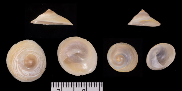 ニュージーランドカリバカサ Sigapatella tenuis small