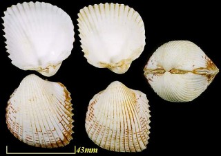 カワラガイ Fragum unedo small
