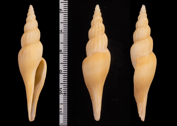 ナンアツノキフデ (仮称) Benthovoluta krigei small