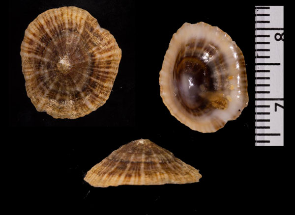 バハマカラマツ Siphonaria alternata small