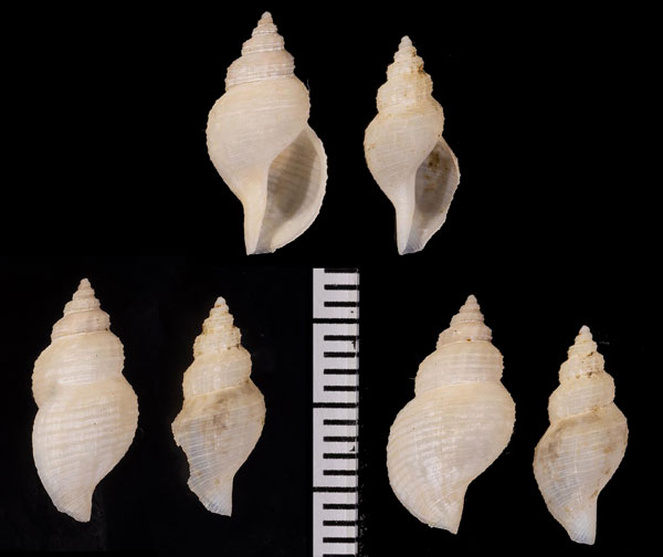サキヨレフデシャジク近似種 Daphnella semivaricosa aff. small