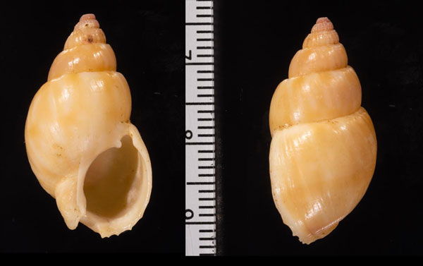 フェンウィックハナムシロ (仮称) Nassarius fenwicki small