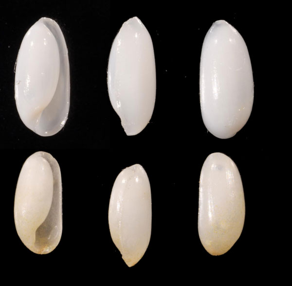 ヒロクチマメヒガイ Volvulella striatula small