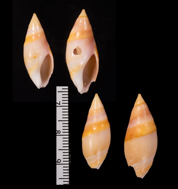 リュウグウボタルの仲間 ニューカレドニア Amalda aureomarginata small