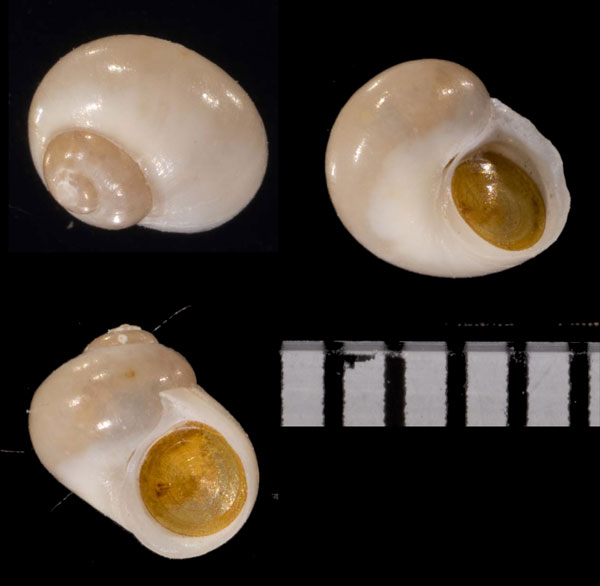 クボタシタダミモドキ Dillwynella fallax small