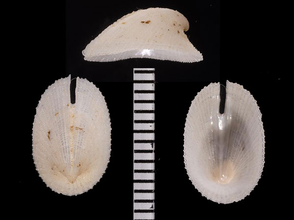 スッポンスソキレ Emarginula amyda small