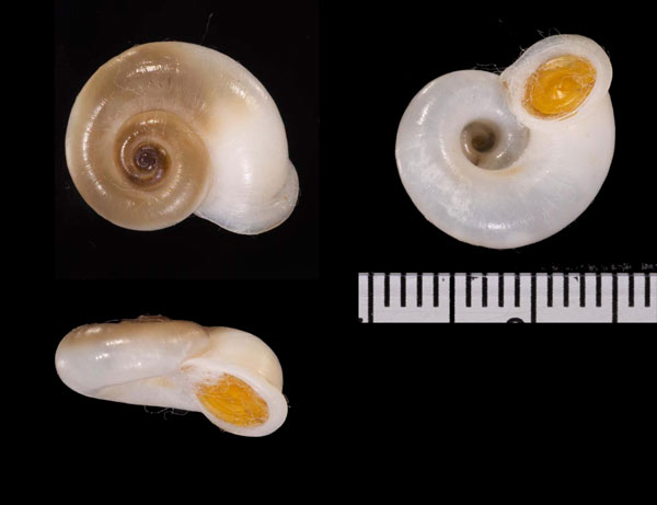 スマトラアツブタ (仮称) Cyclotus sumatranus small
