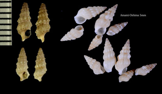 オオシマチグサカニモリ Plesiotrochus parcus small