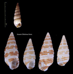 ノミカニモリ Bittium glareosum small
