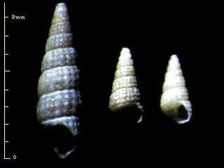 ノミカニモリの類 Bittium sp. small