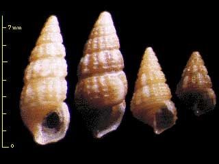 マダラチビカニモリ Bittium variegatum small