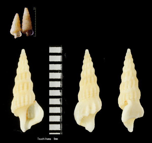 カタワカニモリ Ataxocerithium abnormale small