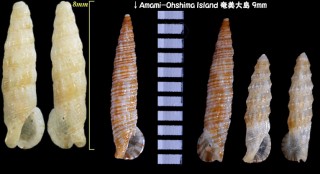 エビガイ 海老貝 Colina macrostoma small